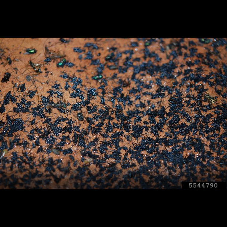 Numerous fourth instar spotted lanternfly nymphs trapped on sticky tree band