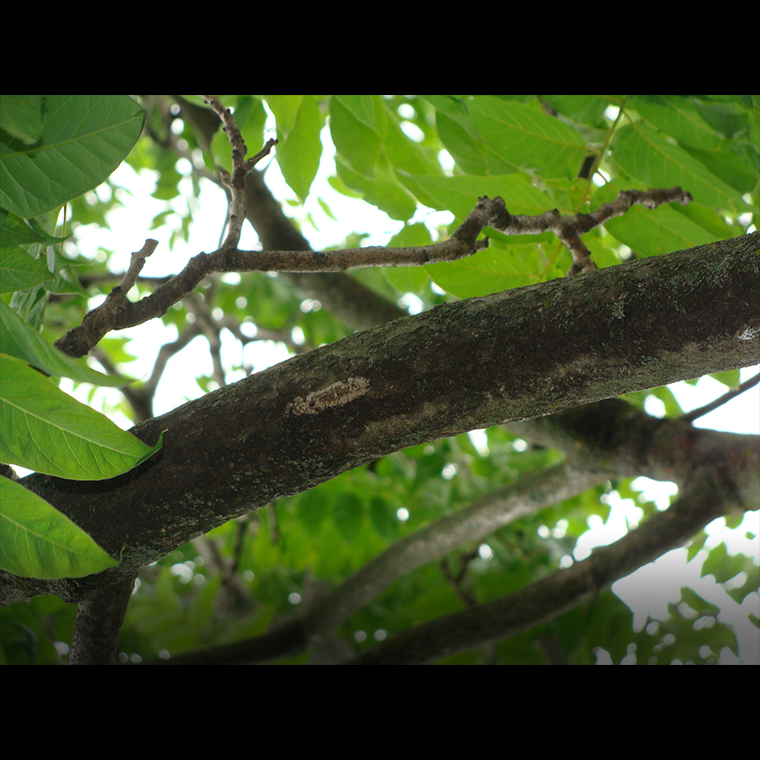 Spotted lanternfly egg mass on underside of branch