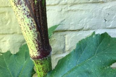 Giant hogweed stem