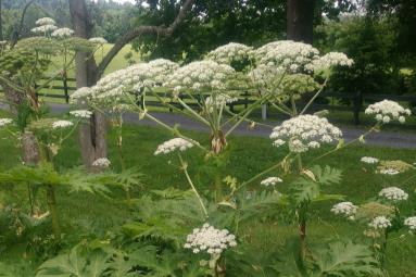 Giant hogweed flower