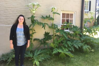 Giant hogweed in a landscape bed with a person next to it.