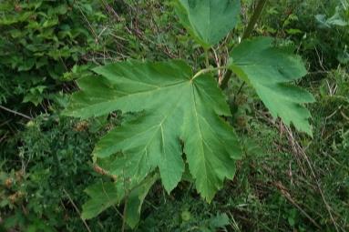 Cow parsnip leaf