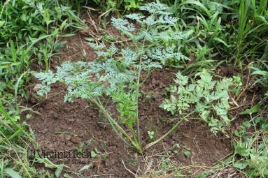 Poison hemlock leaf.