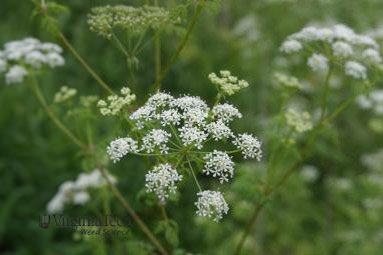 Poison hemlock flower