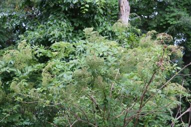 Elderberry in the landscape.