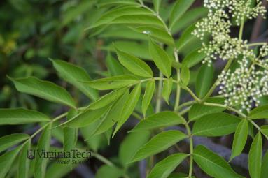 Elderberry leaf.