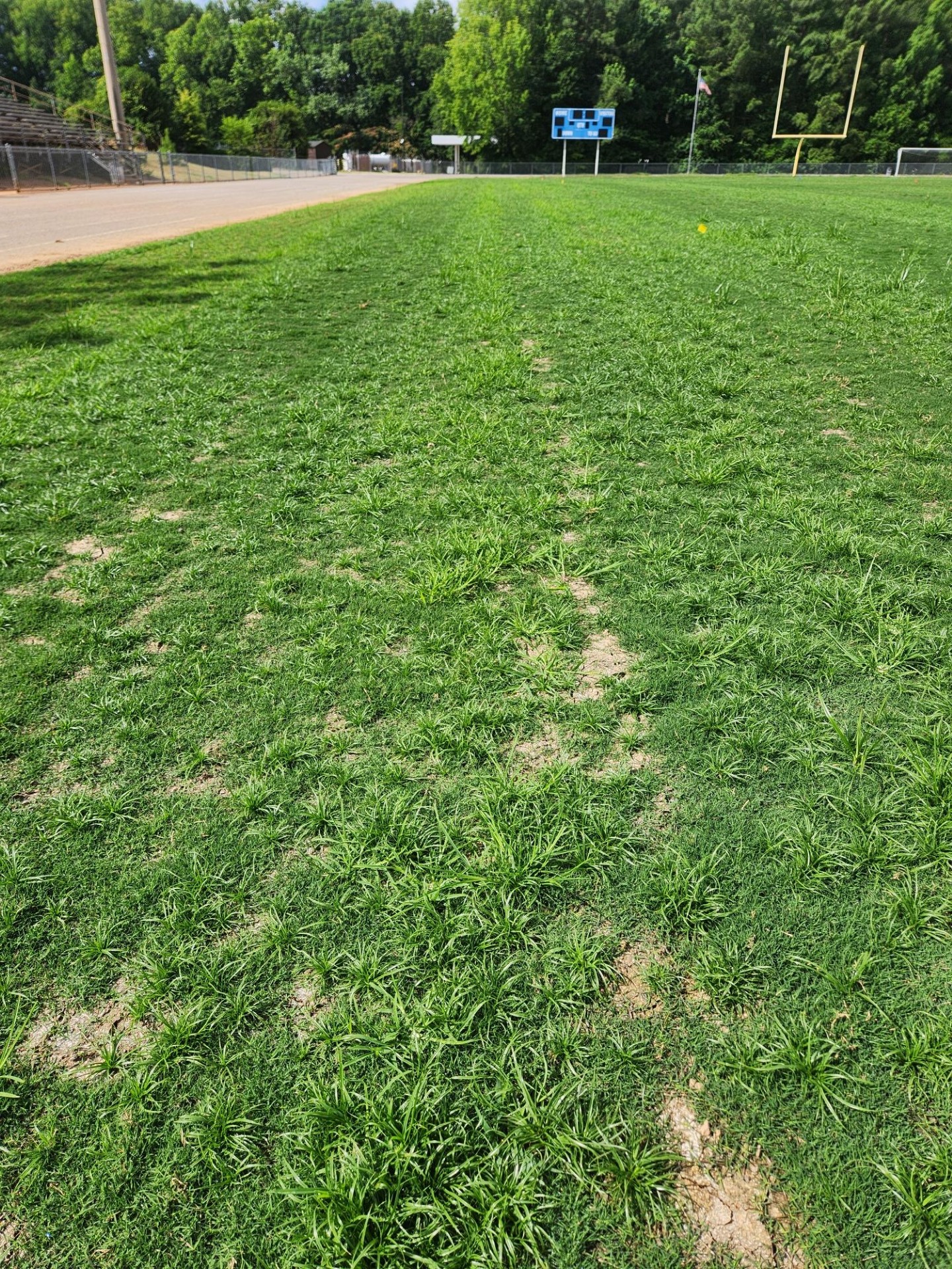 Weeds in newly-sprigged bermudagrass athletic field