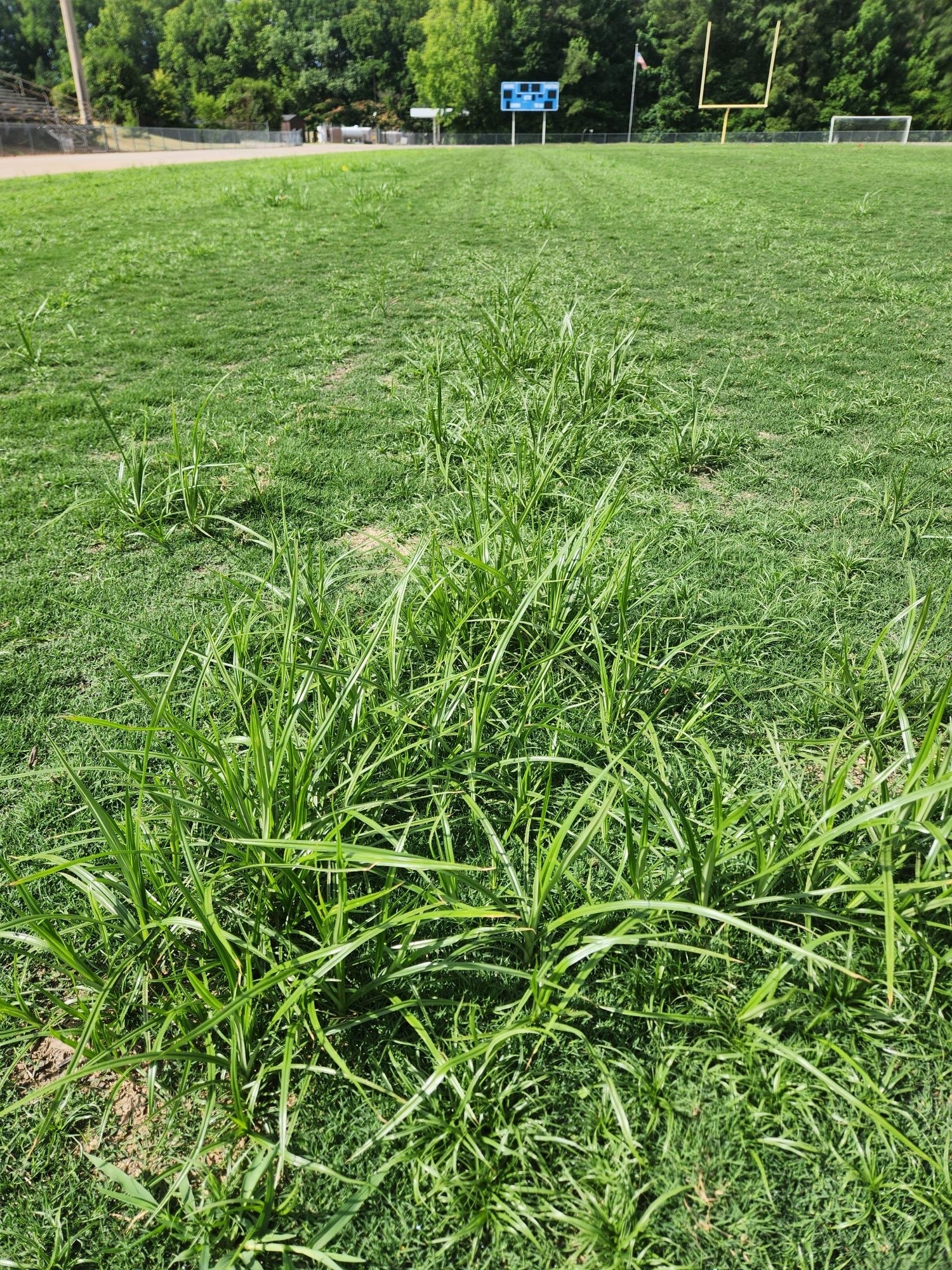 Weeds in newly-sprigged bermudagrass athletic field