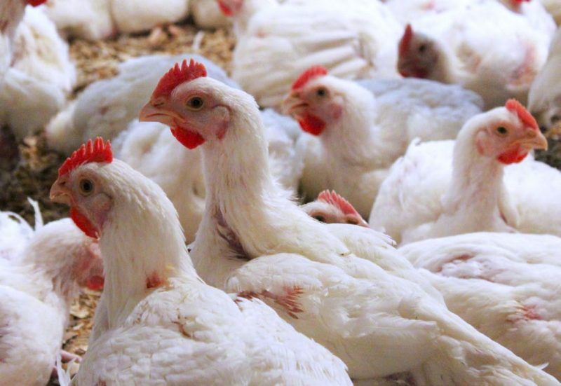 A group of broiler chickens.