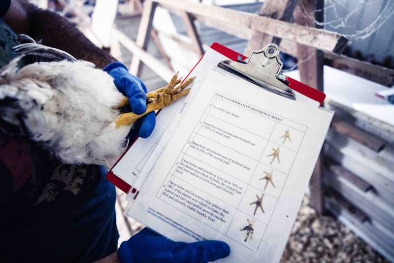 An auditor holding a reference sheet at a chicken farm.