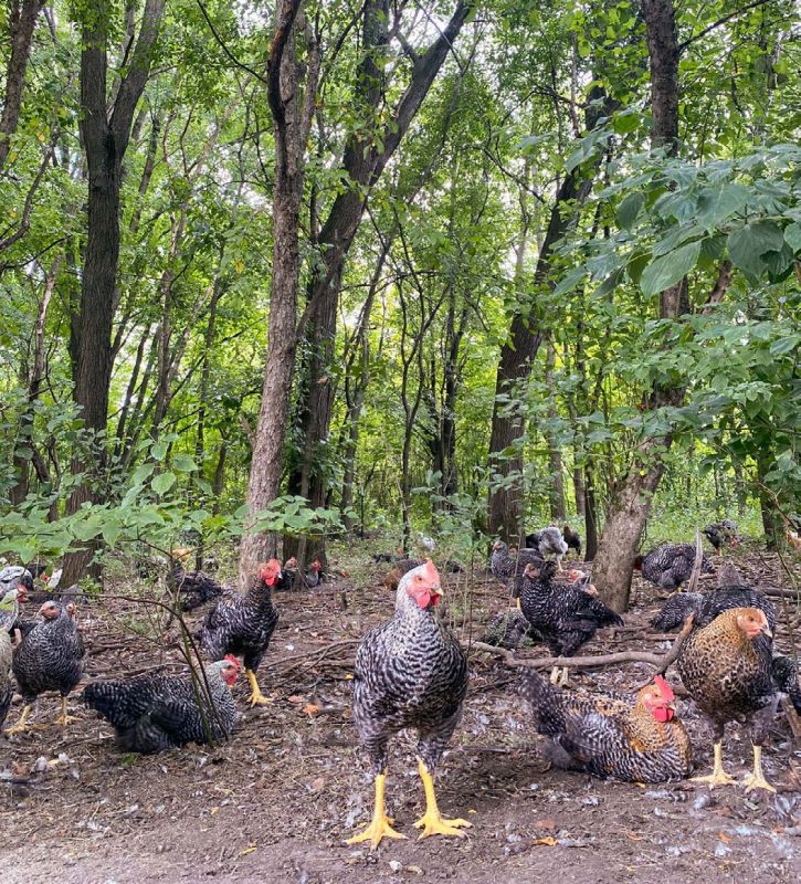 Broiler chicks outside on open forest grounds.