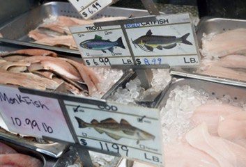  A photo of blue catfish fillets for sale in a Hampton, Virginia seafood market along with monkfish, cod, and trout.