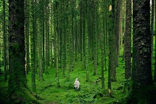 Cover for publication: COVID-19 Stress Reduction Technique: The Japanese Practice of Shinrin-yoku or Forest Bathing
