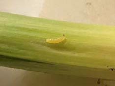 A small yellow insect larva on a stem