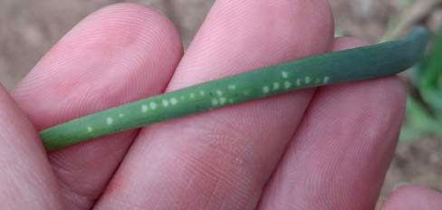 A hand holding an onion stalk with Allium leafminer oviposition scarring on it