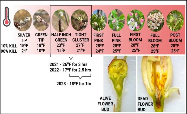  Series of photos shows apple‑bud stages from silver tip (15 °F 10 % kill; 2 °F 90 % kill) to post bloom (28 °F 10 % kill; 25 °F 90 % kill), temperatures lethal if held ≥ 30 minutes. A call‑out lists three natural frost events—26 °F for 3 h (2021, half‑inch green), 17 °F for 2.5 h (2022, tight cluster), 18 °F for 1 h (2023, half‑inch green)—used for bud‑mortality sampling. Cross‑sections show a live flower bud with green pistil versus a frost‑killed bud with brown tissue, explaining how mortality was scored.