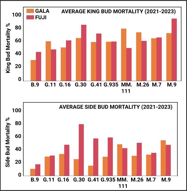Two stacked bar charts compare frost‑induced flower‑bud mortality of ‘Gala’ (orange bars) and ‘Fuji’ (red bars) averaged over three seasons (2021‑2023). The upper panel shows king‑flower mortality; the lower panel shows side‑flower mortality. Along the x‑axis are the ten rootstocks evaluated—B.9, G.11, G.16, G.30, G.41, G.935, MM.111, M.26, M.7, and M.9. The y‑axis gives percentage mortality (0–100 %). Overall, B.9 has the lowest losses for both scions, while G.30 and M.9 show the highest; king flowers are generally more susceptible than side flowers.