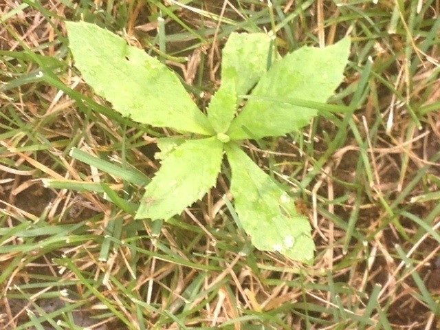 American Burnweed