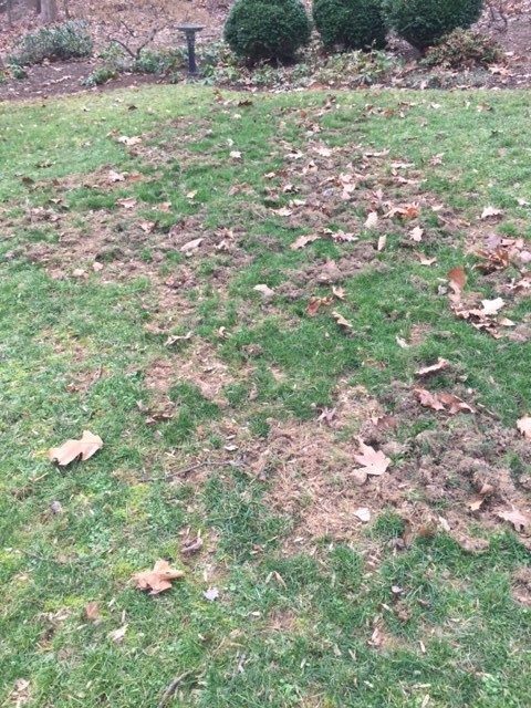 Turf damage from skunk