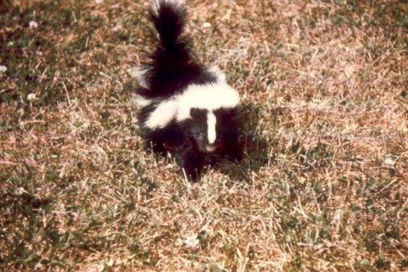 Skunk in brown turf