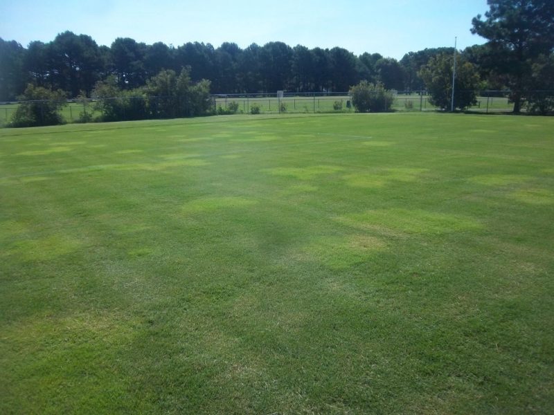 bermudagrass off-types on a soccer field