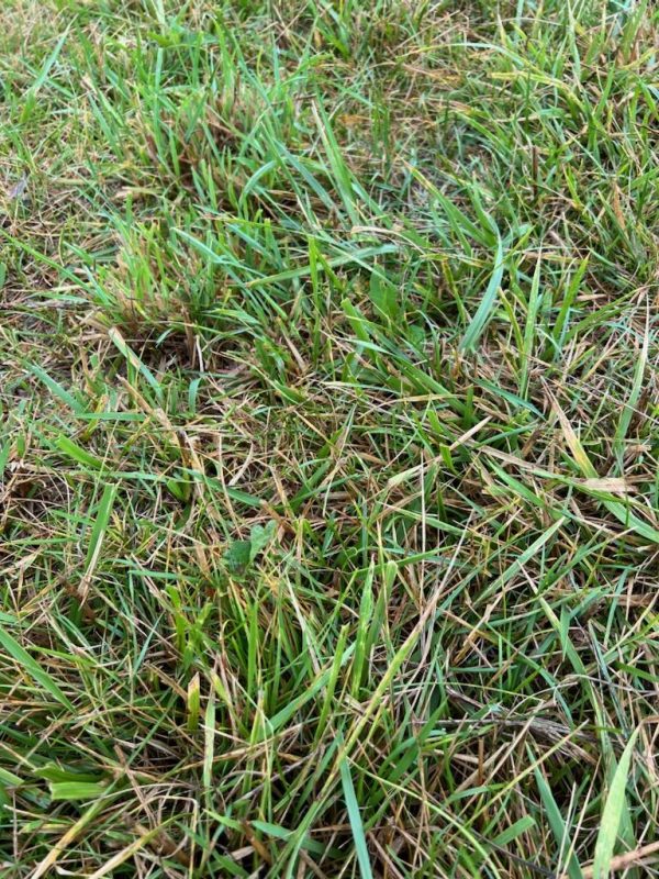Melting Out Symptoms on Tall Fescue Lawn