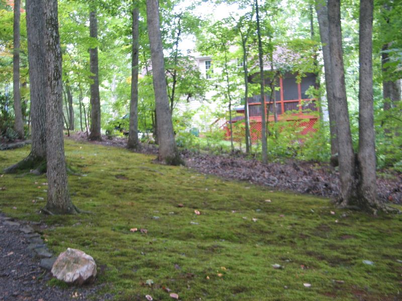 heavy moss cover on hillslope in heavily-shaded area of a lawn