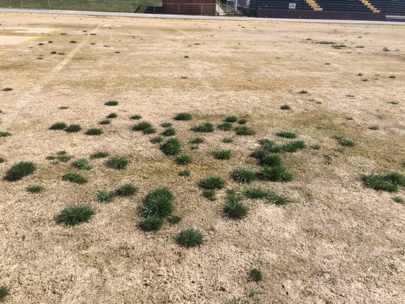 Uneven distribution of clumps of ryegrass across a dormant bermudagrass soccer field.
